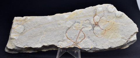 GEOCOMA BRITTLESTARFISH SPECIMEN, Fossil Jurassic Solnhofen, Germany. (F331)