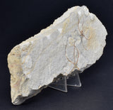 GEOCOMA BRITTLESTARFISH SPECIMEN, Fossil Jurassic Solnhofen, Germany F331