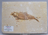 FISH FOSSIL, KNIGHTIA EOCAENA FISH FOSSIL F294