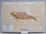 FISH FOSSIL, KNIGHTIA EOCAENA FISH FOSSIL F294