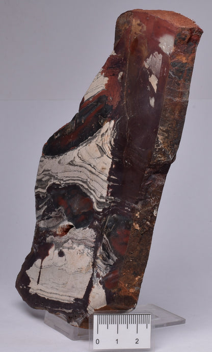 STROMATOLITE from the Jerrinah Formation, Pilbara, Western Australia S16
