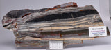 STROMATOLITE from the Jerrinah Formation, Pilbara, Western Australia S19