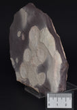 FOSSIL PORPITA LIAONANELL, MEDUSA, PRE CAMBRIAN, AUSTRALIA F195