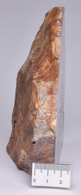 STROMATOLITE, CONOPHYTON, TOP SPRINGS, AUSTRALIA S1038