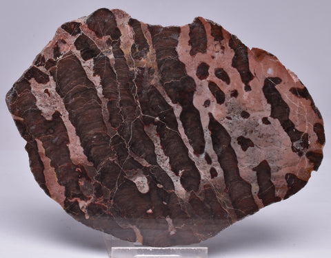 Stromatolite Inzeria Intia Fossil Polished Slice, N.T Australia S996