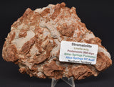Stromatolite LINELLA AVIS Polished FOSSIL, Australia S362