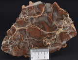 Stromatolite LINELLA AVIS Polished FOSSIL, Australia S362