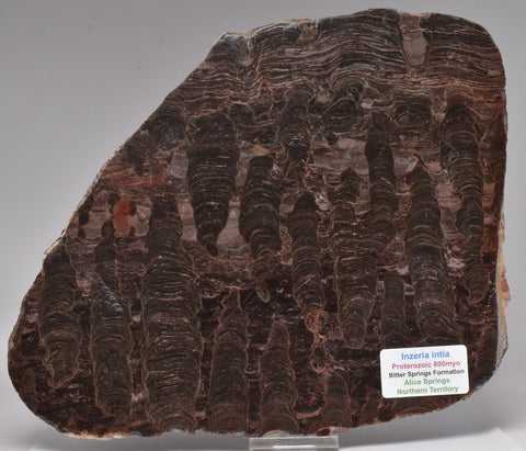 Stromatolite Inzeria Intia Fossil Polished Slice, N.T Australia S634