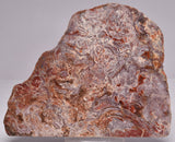 STROMATOLITE, CONOPHYTON, TOP SPRINGS, AUSTRALIA S372