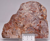 STROMATOLITE, CONOPHYTON, TOP SPRINGS, AUSTRALIA S372
