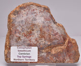 STROMATOLITE, CONOPHYTON, TOP SPRINGS, AUSTRALIA S372