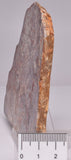 STROMATOLITE, CONOPHYTON, TOP SPRINGS, AUSTRALIA S372