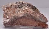 STROMATOLITE, CONOPHYTON, TOP SPRINGS, AUSTRALIA S119