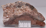 STROMATOLITE, CONOPHYTON, TOP SPRINGS, AUSTRALIA S119