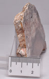 STROMATOLITE, CONOPHYTON, TOP SPRINGS, AUSTRALIA S373