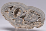 STROMATOLITE, RECENT LIVING, SOUTH AUSTRALIA S160