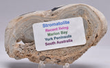 STROMATOLITE, RECENT LIVING, SOUTH AUSTRALIA S160