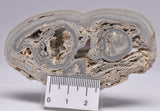 STROMATOLITE, RECENT LIVING, SOUTH AUSTRALIA S160