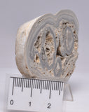 STROMATOLITE, RECENT LIVING, SOUTH AUSTRALIA S160