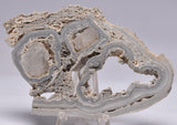 STROMATOLITE, RECENT LIVING, SOUTH AUSTRALIA S168