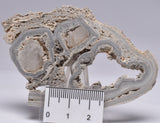 STROMATOLITE, RECENT LIVING, SOUTH AUSTRALIA S168