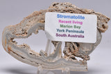 STROMATOLITE, RECENT LIVING, SOUTH AUSTRALIA S168