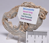 STROMATOLITE, RECENT LIVING, SOUTH AUSTRALIA S168