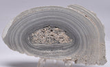 STROMATOLITE, RECENT LIVING, SOUTH AUSTRALIA S169