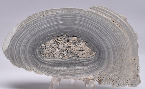 STROMATOLITE, RECENT LIVING, SOUTH AUSTRALIA S169