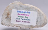 STROMATOLITE, RECENT LIVING, SOUTH AUSTRALIA S169