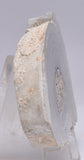 STROMATOLITE, RECENT LIVING, SOUTH AUSTRALIA S169