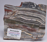STROMATOLITE from the Jerrinah Formation, Pilbara, Western Australia S172