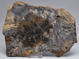 STROMATOLITE, CONOPHYTON, TOP SPRINGS, AUSTRALIA S174