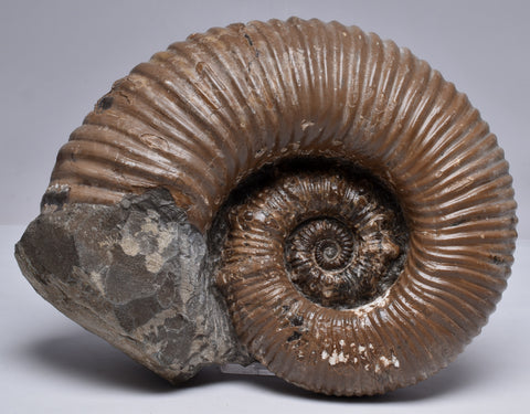 AMMONITE, Tropaeum jackii, WALSH RIVER, AUSTRALIA F205