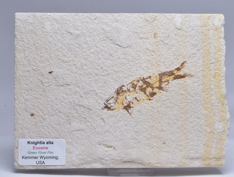 FISH FOSSIL, KNIGHTIA ALTA FISH FOSSIL F361