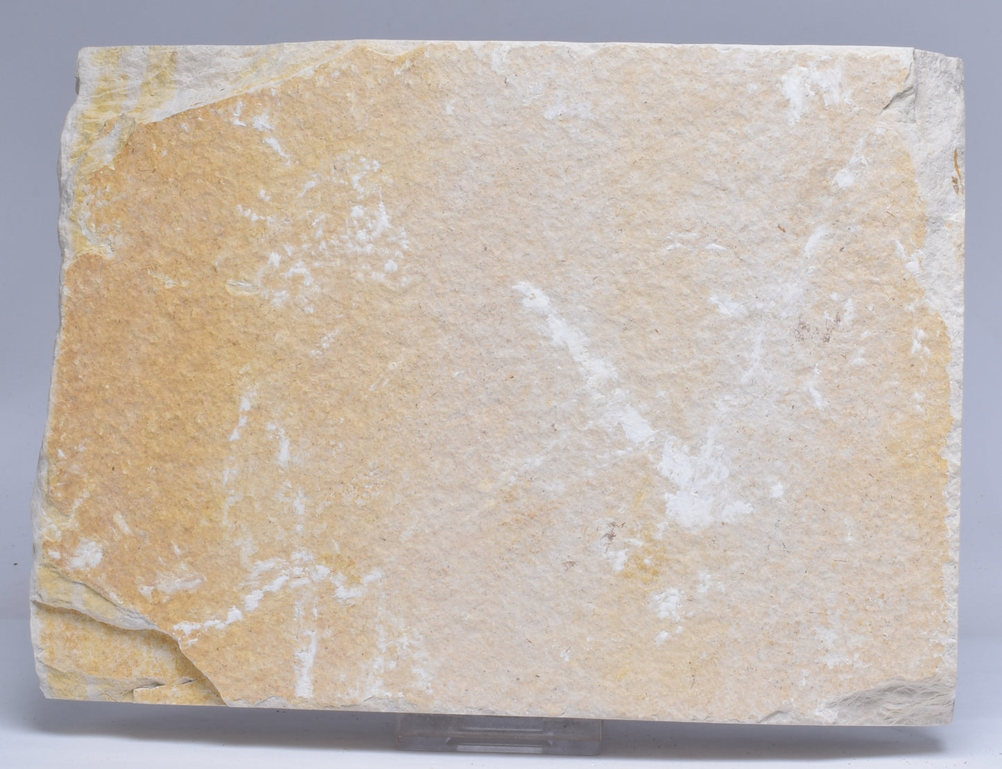 FISH FOSSIL, KNIGHTIA ALTA FISH FOSSIL F361