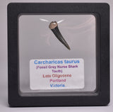 CARCHARICAS TAURUS FOSSIL GREY NURSE SHARK TOOTH F298