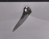 CARCHARICAS TAURUS FOSSIL GREY NURSE SHARK TOOTH F298