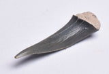 CARCHARICAS TAURUS FOSSIL GREY NURSE SHARK TOOTH F298