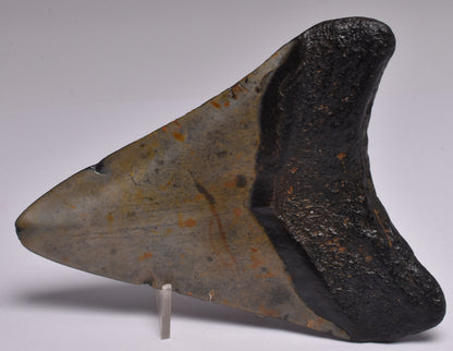 CAECHARODON MEGALODON SHARK TOOTH 78 grams F299
