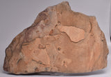 NAMACALATHUS HERMANASTES, LATE EDIACARAN FOSSIL NAMBIA F356