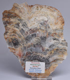 Stromatolite NEOPROTEROZOIC, Noondine Chert, Slice, Australia S425