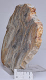 Stromatolite NEOPROTEROZOIC, Noondine Chert, Slice, Australia S425