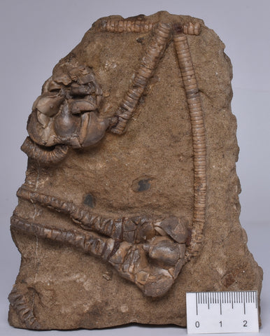 CRINOID FOSSIL, Jimbacrinus Bostocki, Western Australia, CR5