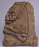 CRINOID FOSSIL, Jimbacrinus Bostocki, Western Australia, CR5