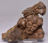 CRINOID FOSSIL, Jimbacrinus Bostocki, Western Australia, CR13