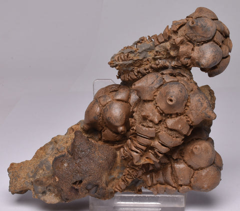 CRINOID FOSSIL, Jimbacrinus Bostocki, Western Australia, CR13