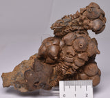 CRINOID FOSSIL, Jimbacrinus Bostocki, Western Australia, CR13