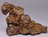 CRINOID FOSSIL, Jimbacrinus Bostocki, Western Australia, CR13