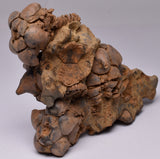 CRINOID FOSSIL, Jimbacrinus Bostocki, Western Australia, CR13